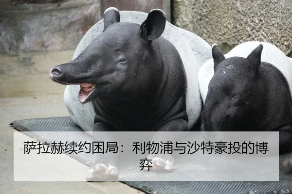萨拉赫续约困局：利物浦与沙特豪投的博弈